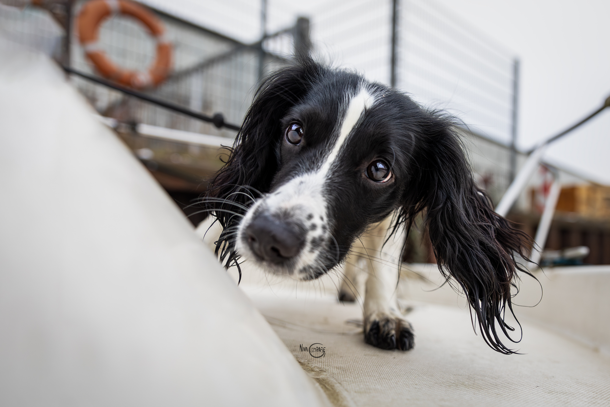 Shooting - Hund auf Boot