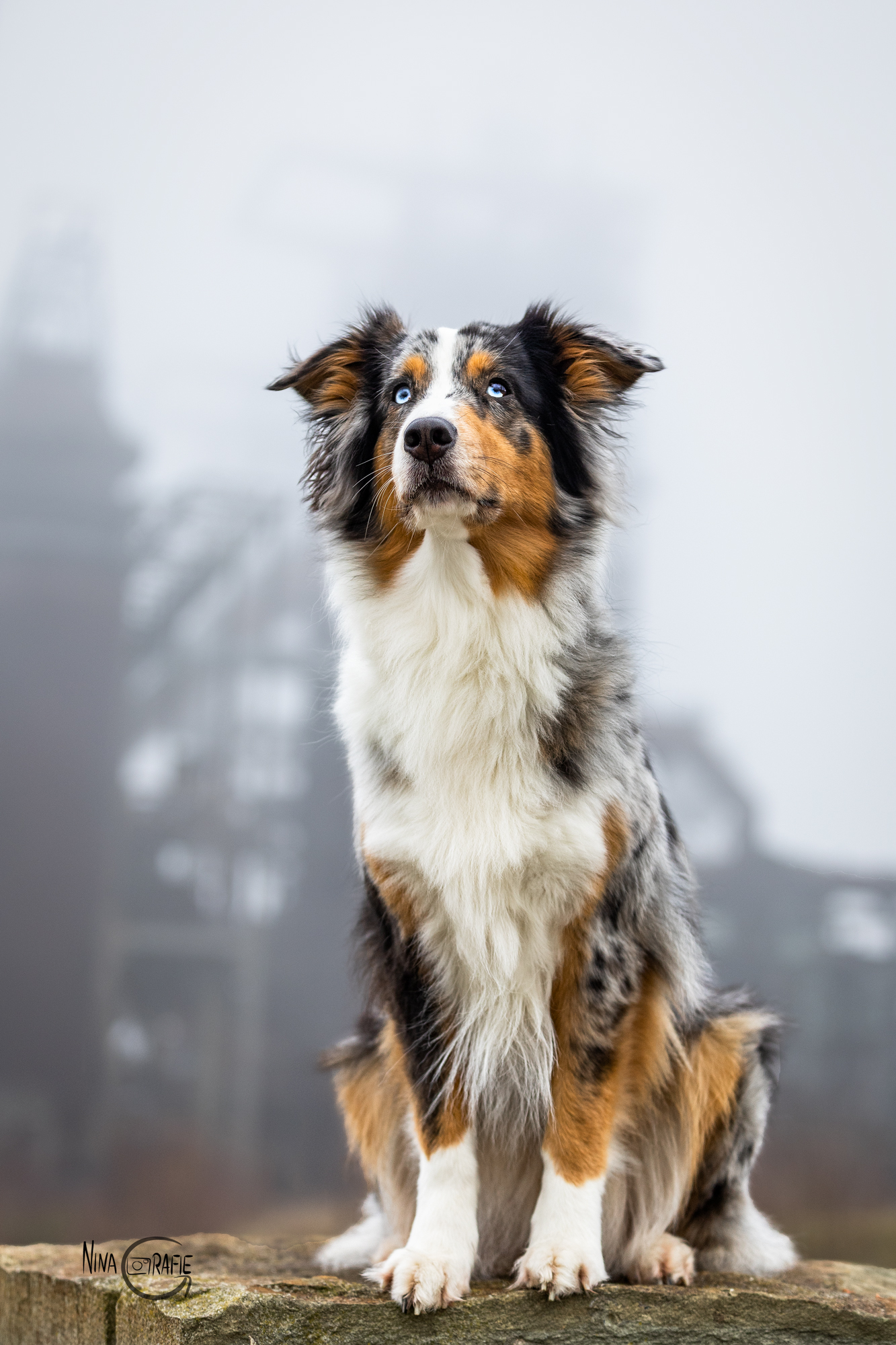 Shooting - Hund vor Hochofen