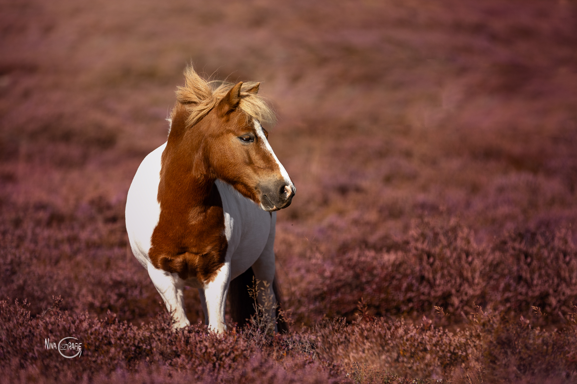 Shooting - Pferde in der Heide