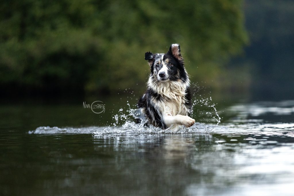 Shooting - Hund im Wasser