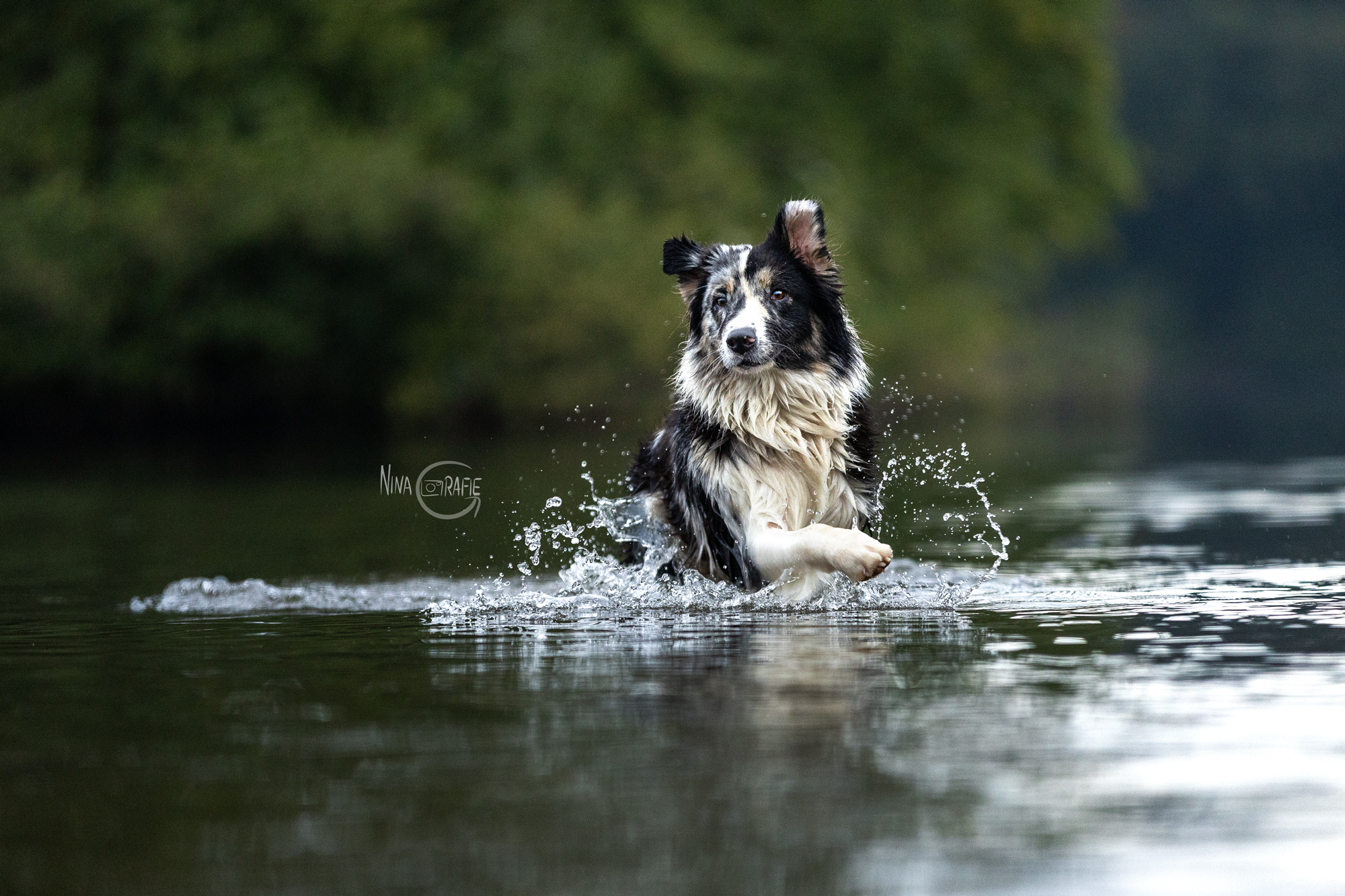 Shooting - Hunde im Wasser