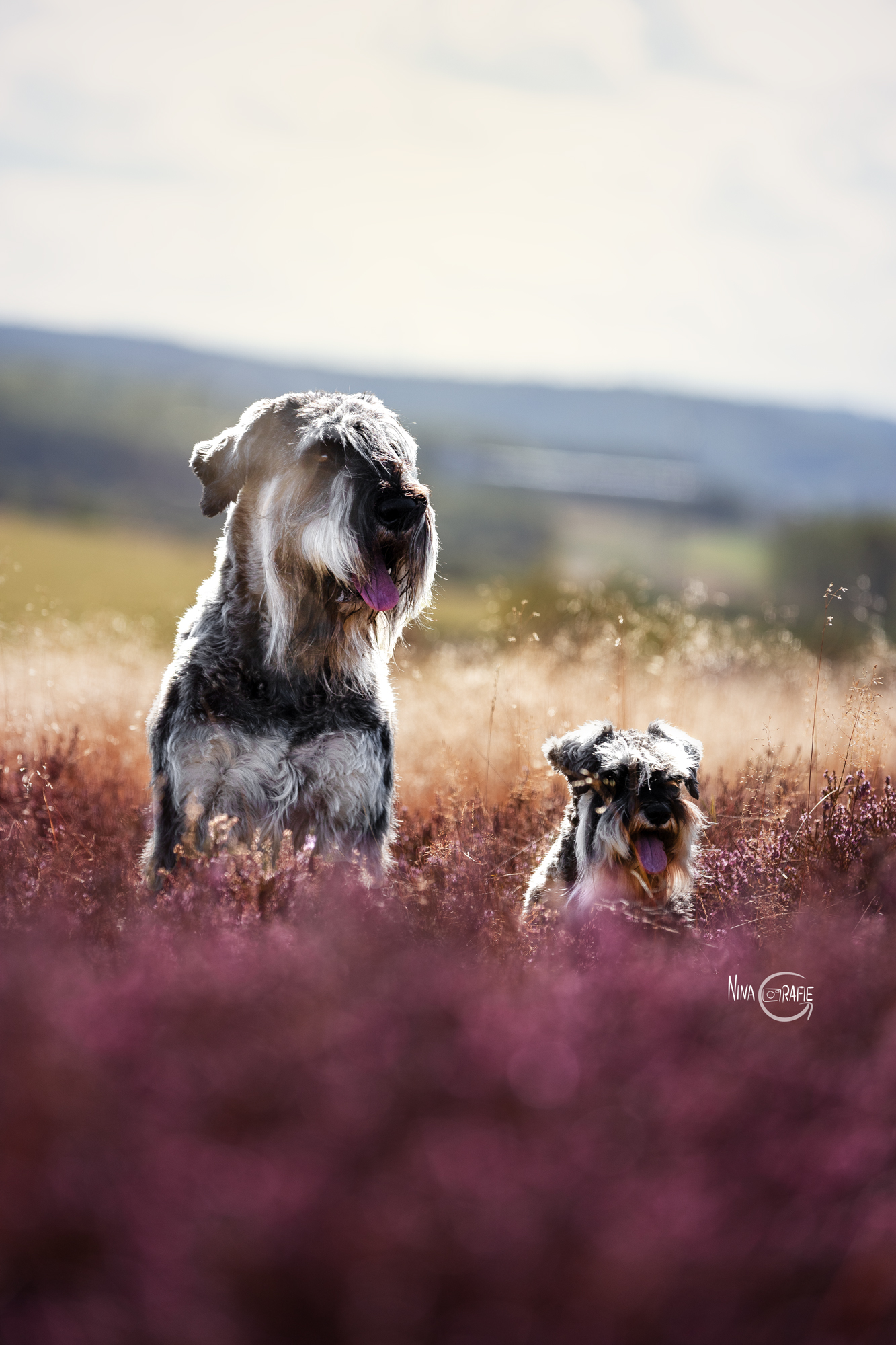 Shooting - Hunde in der Heide