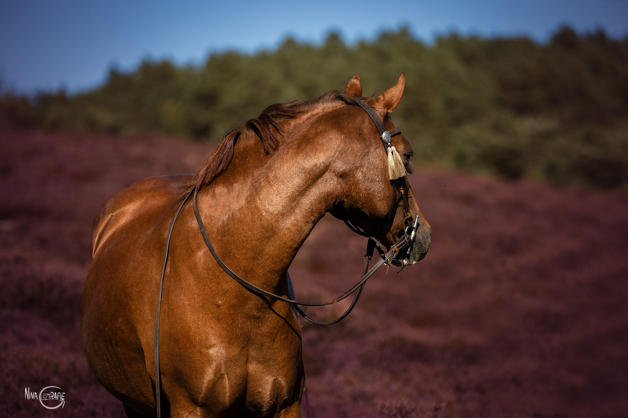 Shooting - Hunde in der Heide
