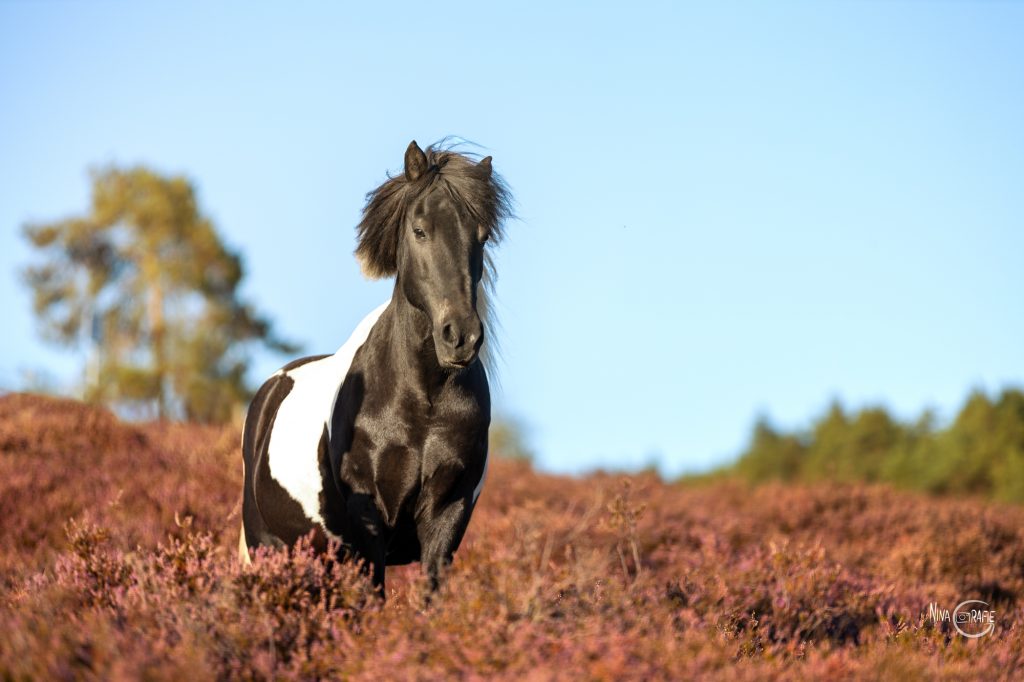 Shooting - Pferde in der Heide