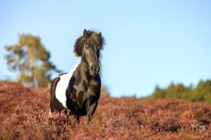 Shooting - Pferde in der Heide
