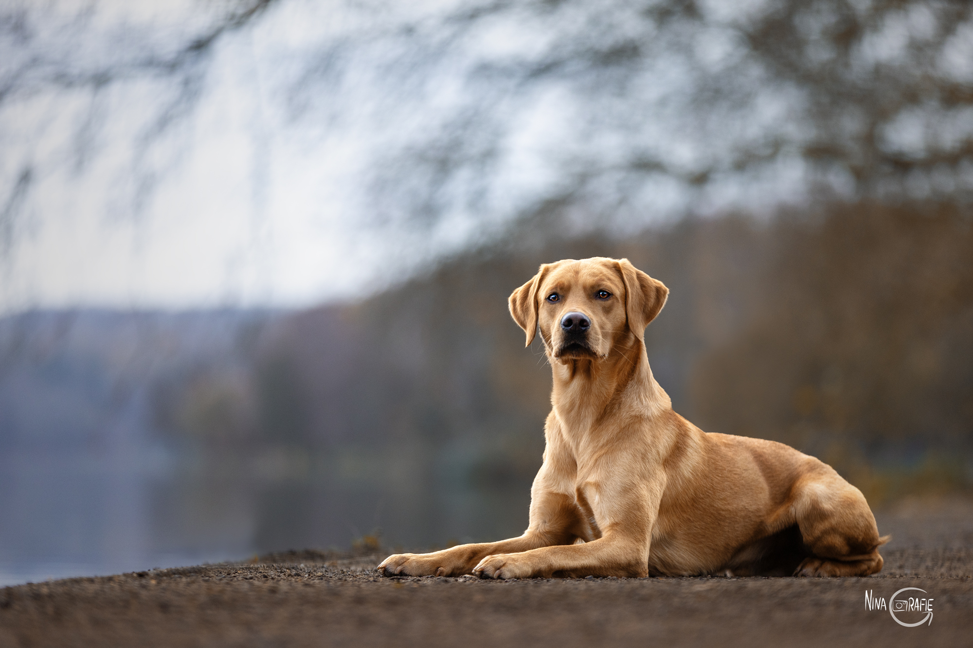 Hund am Baldeneysee