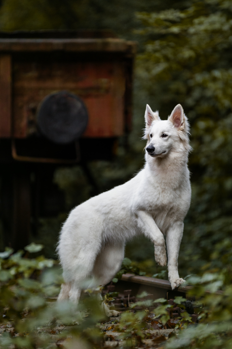Weiße Schweizer Schäferhund Hündin vor Wagon