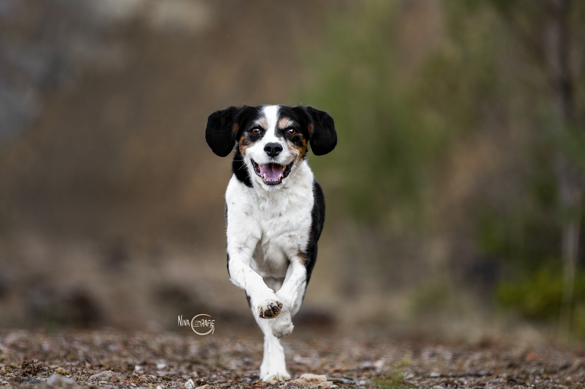 Hund im Steinbruch