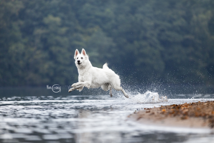 Fotowalk Hunde im Wasser organisisert von Sascha Felix Fotowalk Hunde im Wasser organisisert von Sascha Felix