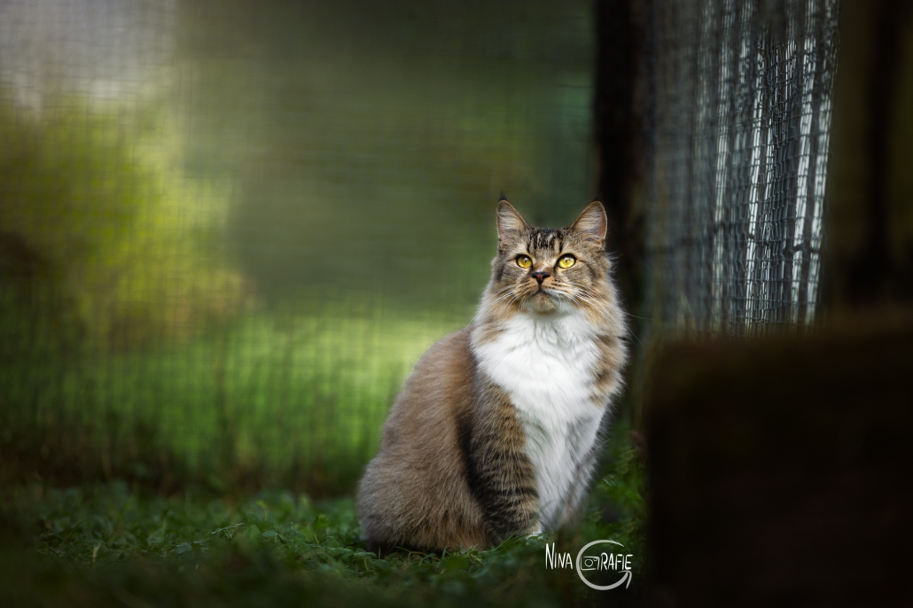 Katze